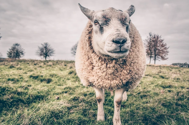 schaap in weiland