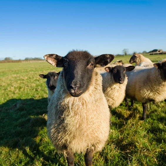 Schapendrijven schaap teambuilding