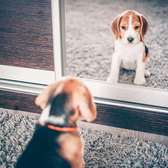 Workshop hondenspiegelen beagle